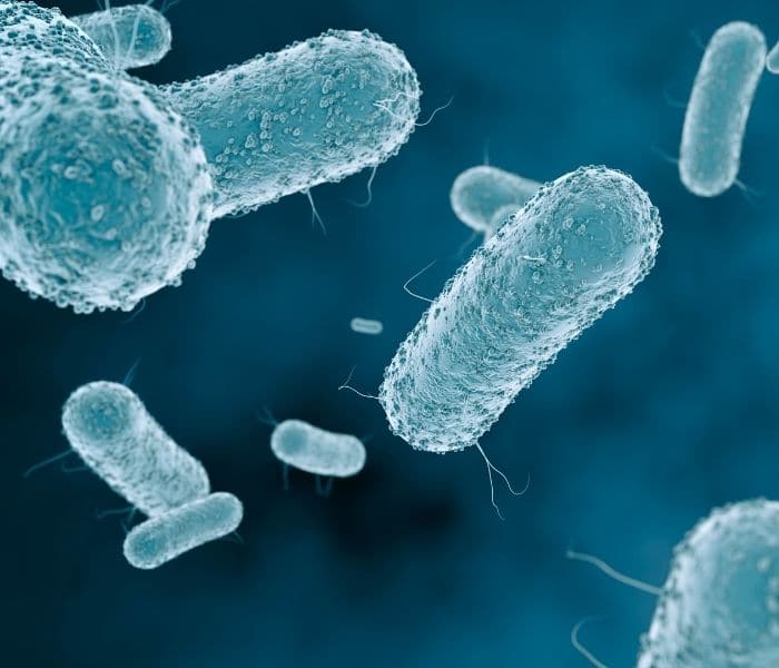 Vi khuẩn E.coli là nguyên nhân chính gây nhiễm khuẩn hệ tiết niệu
