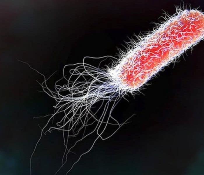 E.coli (chiếm tới 90%) và các vi khuẩn khác: Proteus mirabilis, Chlamydia, Enterobacter, Citrobacter…. là nguyên nhân chính gây viêm đường tiết niệu