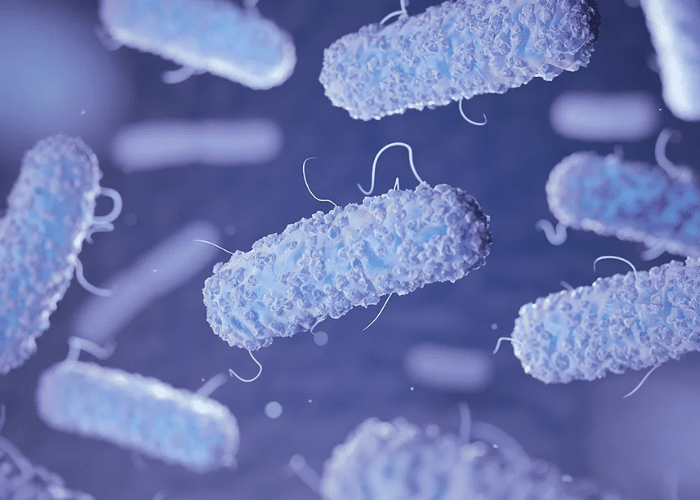 Vi khuẩn E.coli - nguyên nhân chủ yếu gây bệnh viêm đường tiết niệu