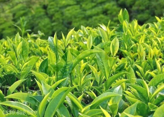 Lá trà xanh có tính kháng khuẩn, hỗ trợ hiệu quả trong điều trị nhiễm khuẩn đường tiết niệu